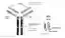 Fig. 01 - Antibodies to oxidized phospholipids