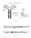 Fig. 04 - Antibodies to oxidized phospholipids