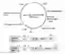 Fig. 01 - Chimeric antigen receptors, and T cells in which chimeric antigen receptor is expressed
