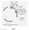 Fig. 02 - ANTAGONISTS OF PCSK9