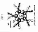 Fig. 02 - Binding molecules with modified J-chain