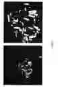 Fig. 07 - Method for production of cellulose nanocrystals from and composites therefrom