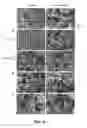 Fig. 06 - Graphene oxide-based porous 3D mesh