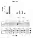 Fig. 35 - RNA preparations comprising purified modified RNA for reprogramming cells