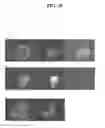 Fig. 41 - RNA preparations comprising purified modified RNA for reprogramming cells
