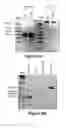 Fig. 07 - MODIFICATION OF THE DYSTROPHIN GENE AND USES THEREOF