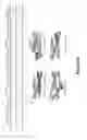 Fig. 16 - MODIFICATION OF THE DYSTROPHIN GENE AND USES THEREOF