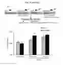 Fig. 06 - Genetic or pharmacological reduction of PERK enhances cortical- and hippocampus-dependent cognitive function