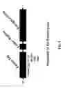 Fig. 02 - Methods for improving expression levels of foreign proteins by means of phospholipase fusion expression
