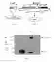 Fig. 02 - MANUFACTURING METHOD OF AN IMMUNOTHERAPEUTIC FORMULATION COMPRISING A RECOMBINANT LISTERIA STRAIN