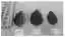 Fig. 01 - Basil Plants With High Tolerance to Downy Mildew