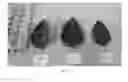 Fig. 06 - Basil Plants With High Tolerance to Downy Mildew