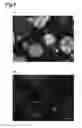Fig. 09 - Cell determination method, cell determination device and cell determination program