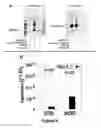 Fig. 07 - Biomarkers for heart failure