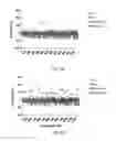 Fig. 09 - COINCIDENCE REPORTER GENE SYSTEM