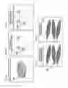 Fig. 06 - MICROFLUIDIC CHAMBER FOR THE STUDY OF NEUROMUSCULAR JUNCTIONS