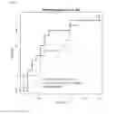 Fig. 65 - Composition for diagnosing pancreatic cancer and method for diagnosing pancreatic cancer using the same