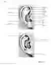 Fig. 35 - Facial identification techniques
