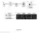Fig. 05 - Generation and correction of a humanized mouse model with a deletion of dystrophin exon 44
