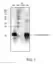 Fig. 07 - Compositions comprising a casein and methods of producing the same