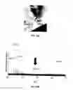 Fig. 28 - System and method for optimized mass spectrometry analysis