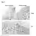 Fig. 02 - Compositions and methods for stimulation MAGP-1 to improve the appearance of skin