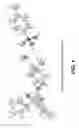 Fig. 02 - Glycopyrrolate salts