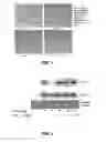 Fig. 02 - Alkaloid compounds for treating depression, substance addictions, and indications associated with chronic inflammation