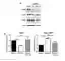 Fig. 01 - TRICYCLIC DIBENZOTHIAZEPINE TYPE COMPOUNDS FOR USE IN THE THERAPY OF CDKL5 DISORDER