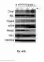 Fig. 07 - Scalarane sesterterpenoid, pharmaceutical composition and topoisomerase II and Hsp90 inhibitor for treating cancer, and use and preparation method thereof