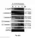 Fig. 09 - Scalarane sesterterpenoid, pharmaceutical composition and topoisomerase II and Hsp90 inhibitor for treating cancer, and use and preparation method thereof