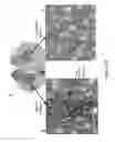 Fig. 30 - Neurotherapeutic nanoparticle compositions comprising leukemia inhibitory factor