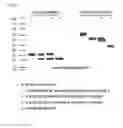 Fig. 04 - A PROTEIN CONJUGATE COMPRISING MULTIPLE PHYSIOLOGICALLY ACTIVE POLYPEPTIDES AND AN IMMUNOGLOBULIN FC REGION