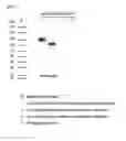 Fig. 06 - A PROTEIN CONJUGATE COMPRISING MULTIPLE PHYSIOLOGICALLY ACTIVE POLYPEPTIDES AND AN IMMUNOGLOBULIN FC REGION