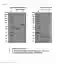 Fig. 08 - A PROTEIN CONJUGATE COMPRISING MULTIPLE PHYSIOLOGICALLY ACTIVE POLYPEPTIDES AND AN IMMUNOGLOBULIN FC REGION