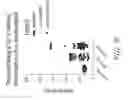 Fig. 13 - Long poly(A) plasmids and methods for introduction of long poly(A) sequences into the plasmid