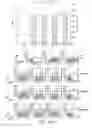 Fig. 19 - Long poly(A) plasmids and methods for introduction of long poly(A) sequences into the plasmid