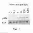 Fig. 06 - Nanoallergens and uses thereof