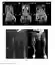 Fig. 09 - Lymph targeting nuclear magnetic contrast agent using brown algae polysaccharide as carrier and preparation method and use thereof