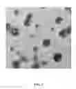 Fig. 02 - MRI CONTRAST AGENT AND METHOD FOR PREPARING THE SAME