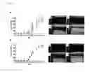 Fig. 19 - Nanodroplets with improved properties