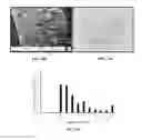 Fig. 22 - Compositions comprising silk fibroin particles and uses thereof