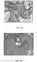 Fig. 44 - Compositions comprising silk fibroin particles and uses thereof