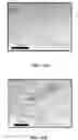 Fig. 46 - Compositions comprising silk fibroin particles and uses thereof
