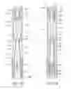 Fig. 09 - SHROUD DEPLOYMENT IN AUTOMATIC INJECTION DEVICES