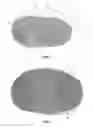 Fig. 02 - COMPRESSED CORELESS ROLL OF SHEET PRODUCT HAVING A CENTER INDICATOR