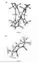 Fig. 06 - Metal bicyclic amidinates