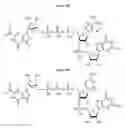 Fig. 09 - Compositions and methods for synthesizing 5′-capped RNAs