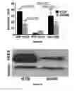 Fig. 06 - HER2 peptide regents and methods