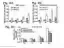 Fig. 07 - Treatment of ischemia